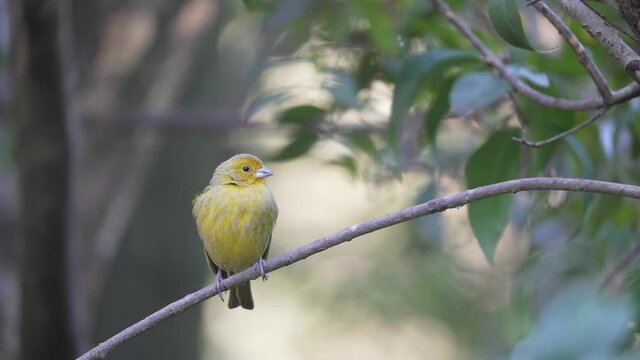 Yellow saffron finch,a tanager from South America that is common in open and semi-open areas in lowlands outside the Amazon Basin. Close up shot