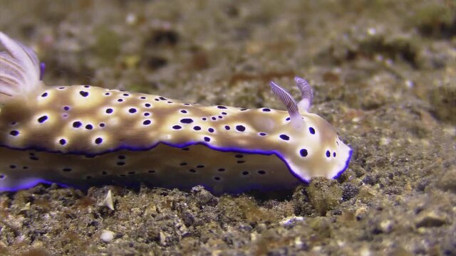 nudibranches risbecia tryoni showing tailing behavior, underwater shot on sandy bottom in Indo-pacific,, close-up shot left to right