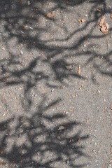 Abstract gray shadow background of natural leaves tree branch falling  wall texture for background and wallpaper, nature shadow pattern art on wall
