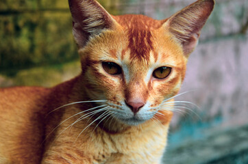 Angry cat with brown eyes staring at the camera like a carnivore - obrazy, fototapety, plakaty