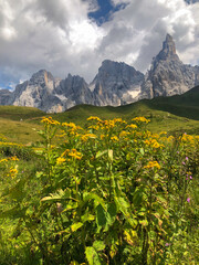 Fototapeta na wymiar Wonderful view of Pale di San Martino with yellow wild flowers in the summer season, Trentino Alto-Adige, Italy