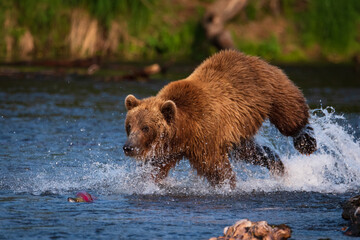 On the lake, a Kamchatka bear chases a sockeye salmon, which looks out of the water.