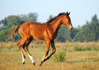 Beautiful bay foal in free movement in nature