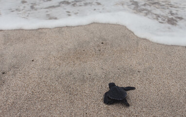 footprint turtle on the sand