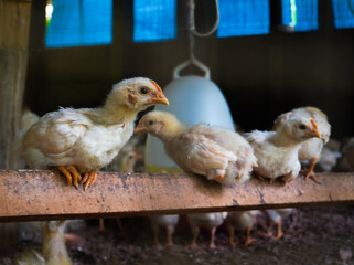 chicken on the farm