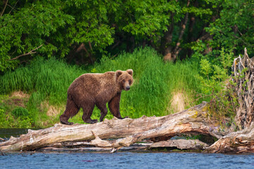 Fototapeta premium On the lake, a Kamchatka bear is preparing for a sockeye salmon hunt.