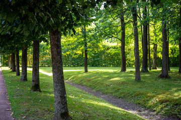 footpath in the green summer park