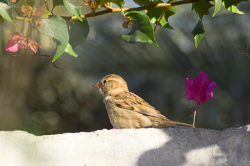 sparrow on tree leaf birds watching wild life animal house street finch close up tree outdoor natural plant blue sky nature
