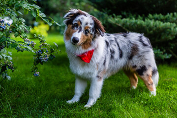 Portrait of a cute Australian Shepherd Dog in the garden.