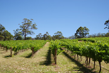 Fototapeta na wymiar Australia Western Australia Vineyard