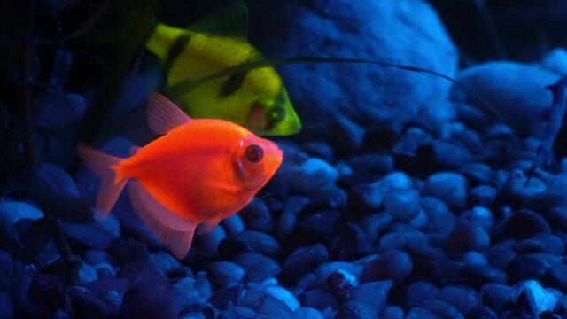 Two fluorescent tropical fish glow.