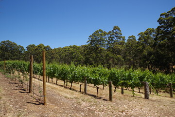 Fototapeta na wymiar Australia Winery オーストラリア　ワイナリー
