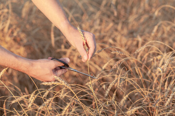 Wheat field. Hands holding ears of golden wheat close up. Ripe ears of wheat are cut off. Rural Scenery under Shining Sunlight. Background of ripening ears of wheat field. Rich harvest Concept