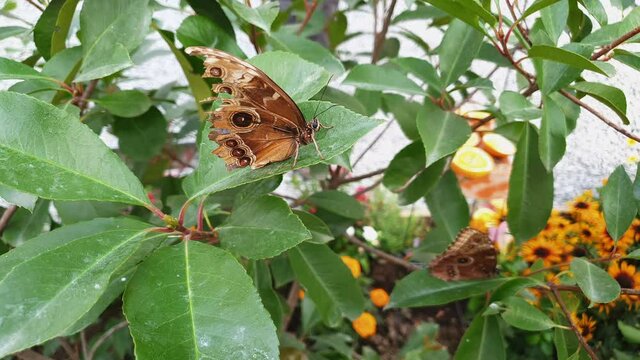 Intricate design on brown underside of Morpho menelaus butterfly. Profile view