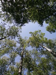 Fototapeta premium Birch grove trees from bottom to top and blue sky with sunlight