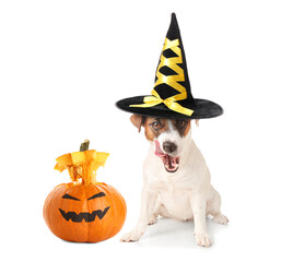 Cute Jack Russell Terrier on white background