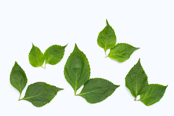 Tree Basil leaves (Ocimum gratissimum) on white background.