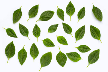 Sweet basil on white background.