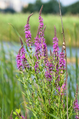 Purple loosestrife in bloom close-up view near a lake with selective focus