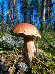 orange cap boletus
