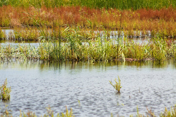 Lake with yellow and green plants on it landscape view of