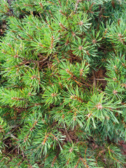 pine needles