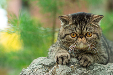 Naklejka na ściany i meble A cute brown tabby cat sits exotically on a large gray stone in the park on a summer day. Persian kitten is afraid of traveling outdoors