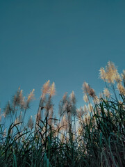 Grass and sky