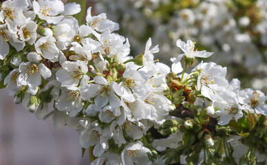 Blooming cherry tree.