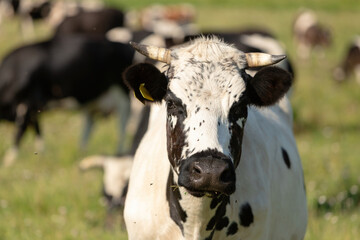 Portrait of a white bull with black spots.