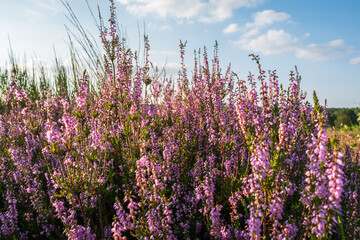 heather blossoms