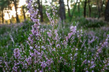 blooming heather
