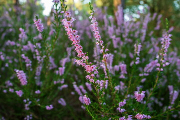 heather blossoms