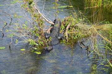 Alligator im Everglades National Park, Florida