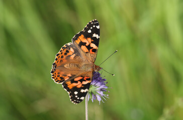 A beautiful Painted Lady Butterfly, Vanessa cardui, nectaring on a Scabious wildflower.	