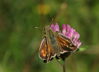 A rare Silver Spotted Skipper butterfly, Hesperia comma, nectaring on a Clover wildflower.	