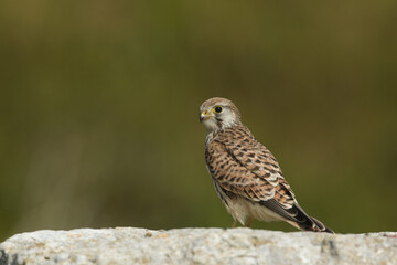 A hunting Kestrel, Falco tinnunculus, perching on a large rock in a quarry.