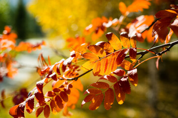 Autumn colorful leaves on the sun. Autumn nature fall background. Fall season concept