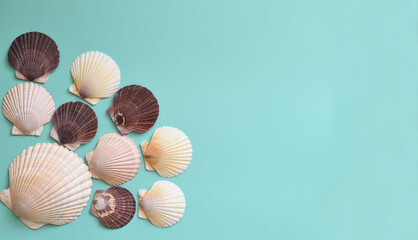 Japanese sea scallop seashells in a row on a blue background. close-up