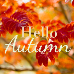 Autumn colorful leaves on the sun. Autumn nature fall background. Fall season concept.