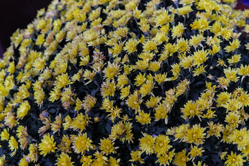 A large bouquet of bright yellow chrysanthemums in the park in autumn. Bright colors of autumn decor set outdoors. Unwrapped flowers of yellow chrysanthemums.