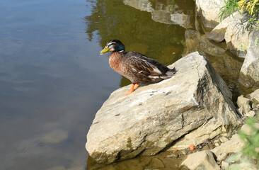 Mallard male duck resting ion a stone