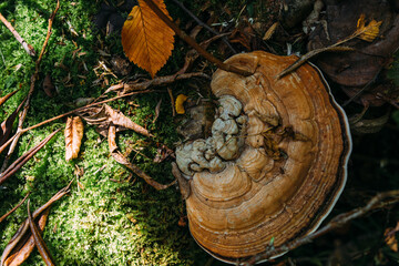 Autumn mystical atmosphere in an old forest. Fantasy background with moss.