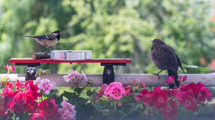 Cute wild birds feeding on a balcony in the city - 454681856