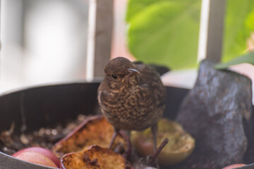 Cute wild birds feeding on a balcony in the city