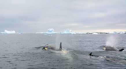 A pod of Orcas during an expedition on the Antarctic Peninsula
