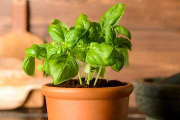 Fresh basil in pot on table, closeup