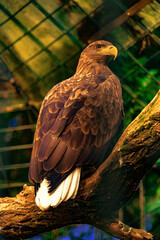 Seeadler