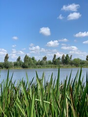 Hierba verde y fresca en orillas del río Guadiana
