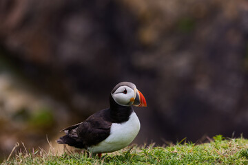 puffin standing on a rock cliff . fratercula arctica